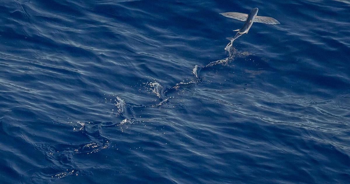 AI Agents and OpenClaw: Building Autonomous Automation Systems